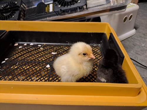 I år fikk vi to søte små kyllinger etter å ha ruget egg i rugemaskinen
